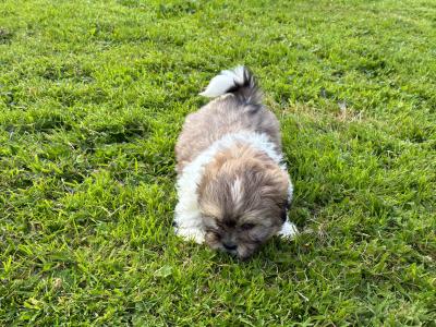 Adoreable Purebred Shih Tzu puppies in Clare