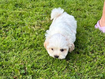 Adoreable Purebred Shih Tzu puppies in Clare
