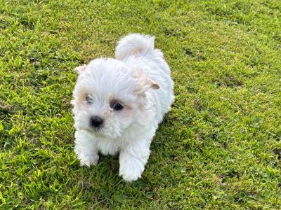 Adoreable Purebred Shih Tzu puppies in Clare