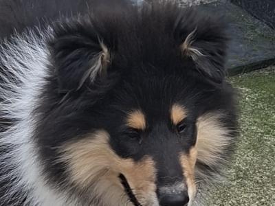 IKC Registered Rough Collie puppies in Laois €1100