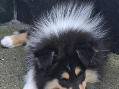 IKC Registered Rough Collie puppies in Laois €1100
