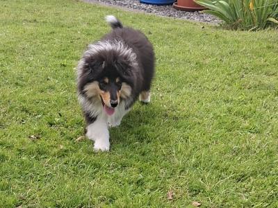 IKC Registered Rough Collie puppies in Laois €1100