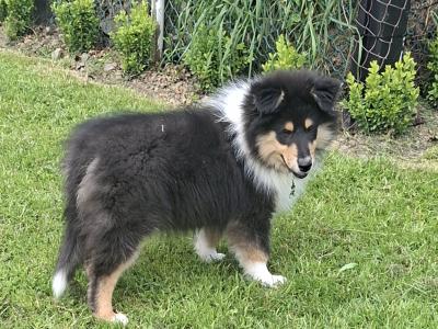 IKC Registered Rough Collie puppies in Laois €1100