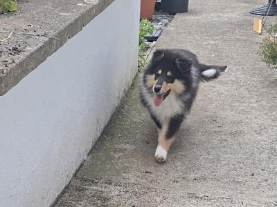 IKC Registered Rough Collie puppies in Laois €1100