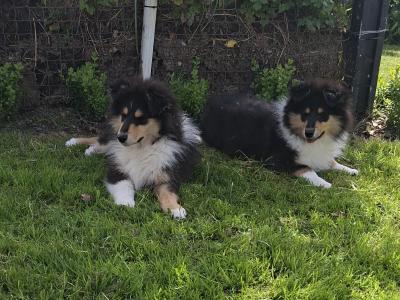 IKC Registered Rough Collie puppies in Laois €1100
