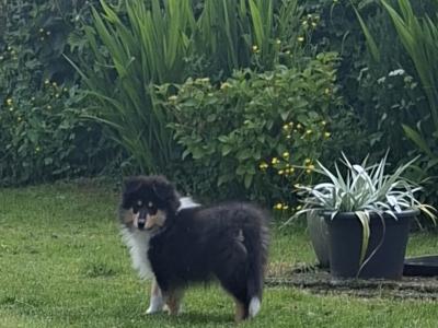 IKC Registered Rough Collie puppies in Laois €1100