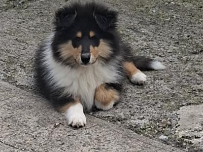 IKC Registered Rough Collie puppies in Laois €1100