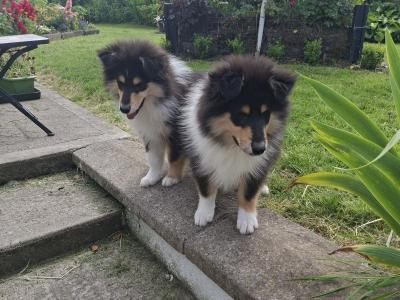 IKC Registered Rough Collie puppies in Laois €1100
