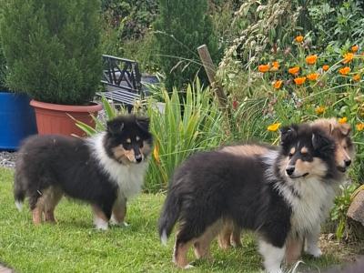 IKC Reg. Rough Collies in Laois €1100