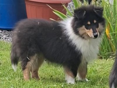 IKC Registered Rough Collie puppies in Laois €1100