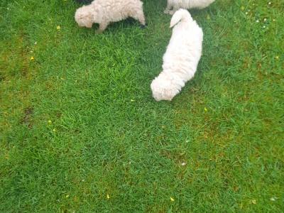 2 Purebred Miniature Poodle puppies puppies in Mayo