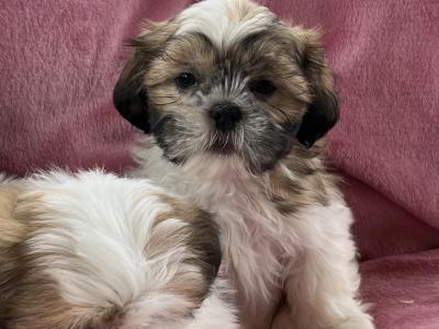 Shih Tzu puppies in Meath