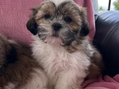 Shih Tzu puppies in Meath