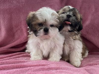 Shih Tzu puppies in Meath