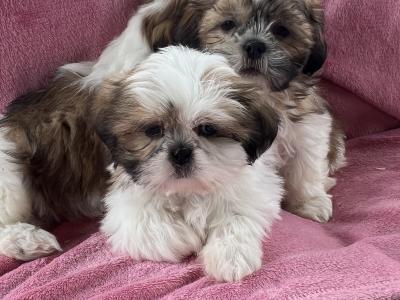 Shih Tzu puppies in Meath