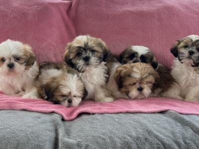 Shih Tzu puppies in Meath