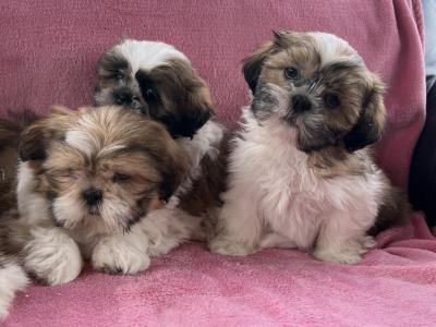 Shih Tzu puppies in Meath