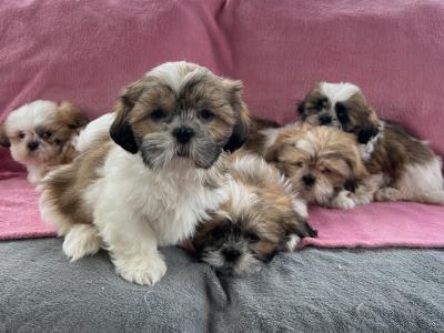 Shih Tzu puppies in Meath