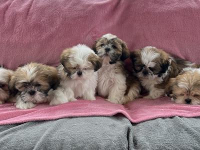 Shih Tzu puppies in Meath
