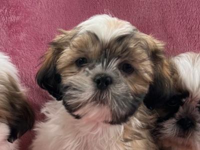 Shih Tzu puppies in Meath