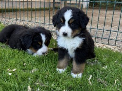 Adorable IKC Registered Bernese Mountain Dog puppies in Carlow