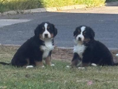 Adorable IKC Registered Bernese Mountain Dog puppies in Carlow