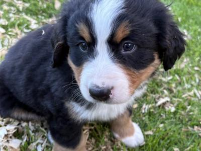 Adorable IKC Registered Bernese Mountain Dog puppies in Carlow