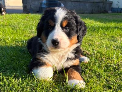 Adorable IKC Registered Bernese Mountain Dog puppies in Carlow
