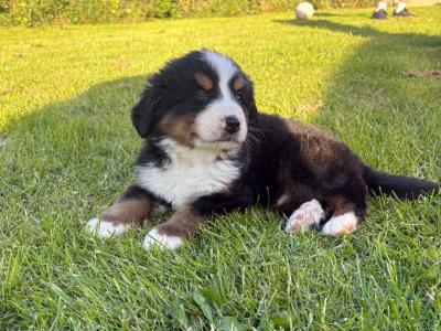 Adorable IKC Registered Bernese Mountain Dog puppies in Carlow