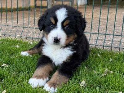 Adorable IKC Registered Bernese Mountain Dog puppies in Carlow