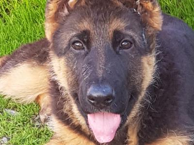 Stunning IKC Registered Female German Shepherd puppy in Cavan. FULLY VACCINATED.