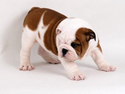 Exceptional Pedigree IKC Registered Bulldog puppies available at Valdekyrios Kennels in Tipperary 🐾