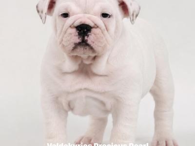Exceptional Pedigree IKC Registered Bulldog puppies available at Valdekyrios Kennels in Tipperary 🐾