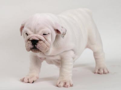 Exceptional Pedigree IKC Registered Bulldog puppies available at Valdekyrios Kennels in Tipperary 🐾
