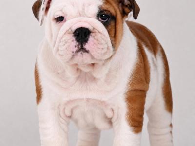 Exceptional Pedigree IKC Registered Bulldog puppies available at Valdekyrios Kennels in Tipperary 🐾