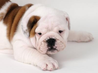 Exceptional Pedigree IKC Registered Bulldog puppies available at Valdekyrios Kennels in Tipperary 🐾
