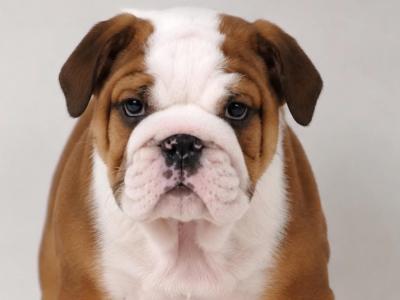 Exceptional Pedigree IKC Registered Bulldog puppies available at Valdekyrios Kennels in Tipperary 🐾