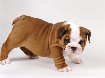 Exceptional Pedigree IKC Registered Bulldog puppies available at Valdekyrios Kennels in Tipperary 🐾