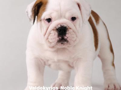 Exceptional Pedigree IKC Registered Bulldog puppies available at Valdekyrios Kennels in Tipperary 🐾