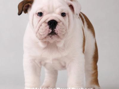 Exceptional Pedigree IKC Registered Bulldog puppies available at Valdekyrios Kennels in Tipperary 🐾