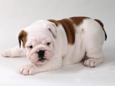 Exceptional Pedigree IKC Registered Bulldog puppies available at Valdekyrios Kennels in Tipperary 🐾