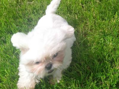 Beautiful Shih Tzu puppies in Cavan