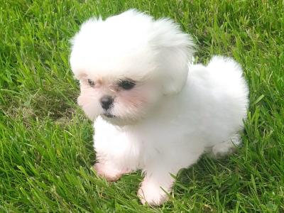 Beautiful Shih Tzu puppies in Cavan
