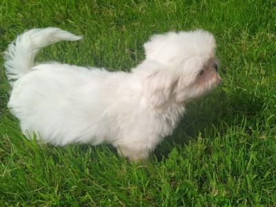 Beautiful Shih Tzu puppies in Cavan