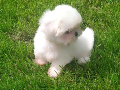 Beautiful Shih Tzu puppies in Cavan