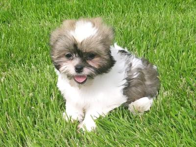 Beautiful Shih Tzu puppies in Cavan