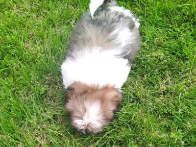 Beautiful Shih Tzu puppies in Cavan