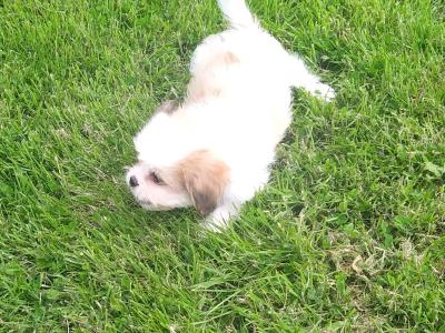 Beautiful Shih Tzu puppies in Cavan