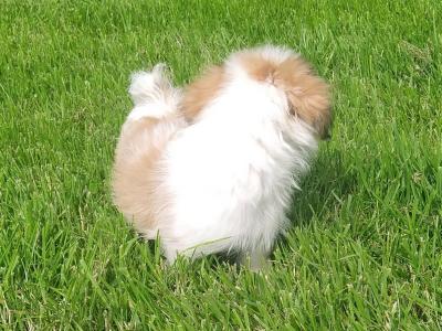 Beautiful Shih Tzu puppies in Cavan
