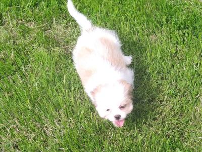 Beautiful Shih Tzu puppies in Cavan